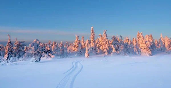 Лыжные Трассы Зимнем Лесу Солнце Верхушке Деревьев Заснеженные Ели Утренний — стоковое фото