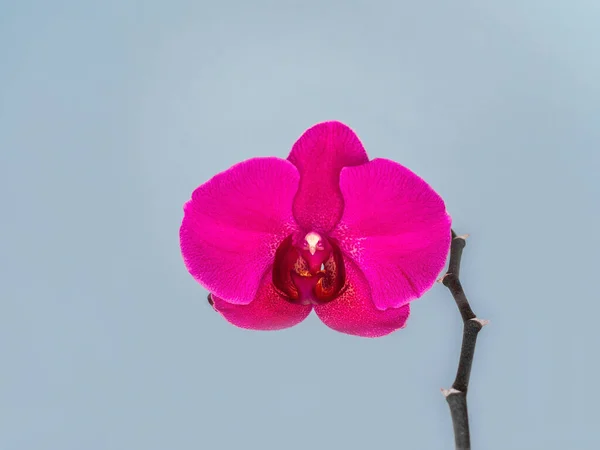 Phalaenopsis Stellenbosch single purple flower on a blue background. Copy space. Tropical flower, branch of orchid close up. Purple orchid background. Holiday, Women\'s Day, Flower card, beauty.