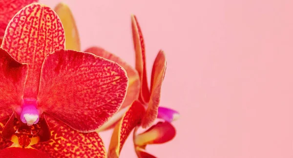 在粉红的背景上 密闭着淡紫色的布莱克兰花 复制空间 热带的花 兰花的枝条紧密相连 橙色兰花的背景 节假日 妇女节 — 图库照片