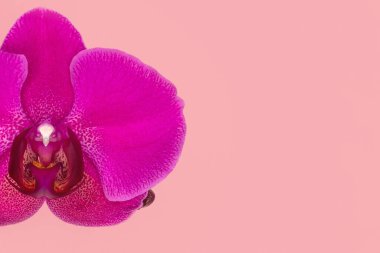 Pembe arka planda Phalaenopsis Stellenbosch orkide çiçeklerini kapatın, kopyalama alanı. Tropikal çiçek, orkide dalı yakın. Mor orkide arka planı. Tatil, Kadınlar Günü, Çiçek kartı, güzellik.