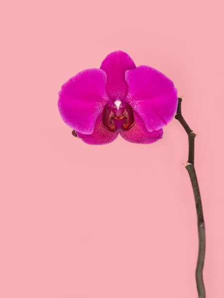 Phalaenopsis Stellenbosch single purple flower on a pink background. Copy space. Tropical flower, branch of orchid close up. Purple orchid background. Holiday, Women\'s Day, Flower card, beauty.