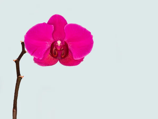 在灰色的背景上有一株紫色的花 复制空间 热带的花 兰花的枝条紧密相连 紫色兰花背景 节假日 妇女节 — 图库照片