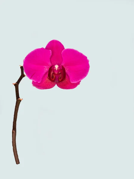 Phalaenopsis Stellenbosch single purple flower on a gray background. Copy space. Tropical flower, branch of orchid close up. Purple orchid background. Holiday, Women\'s Day, Flower card, beauty.