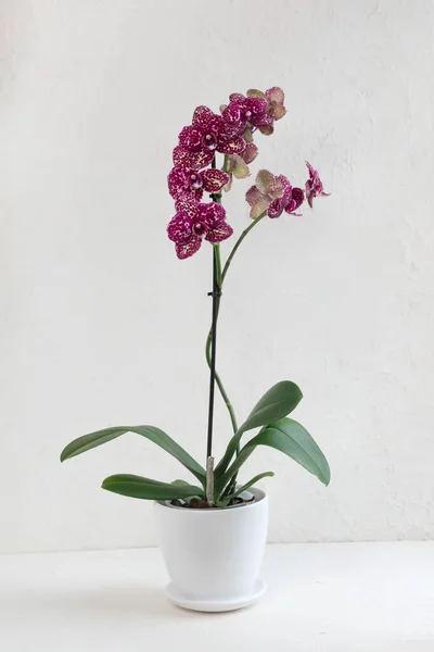 Phalaenopsis Orchidej Divoká Kočka Fialová Skvrnka Krásná Odrůda Orchideje Bílém — Stock fotografie