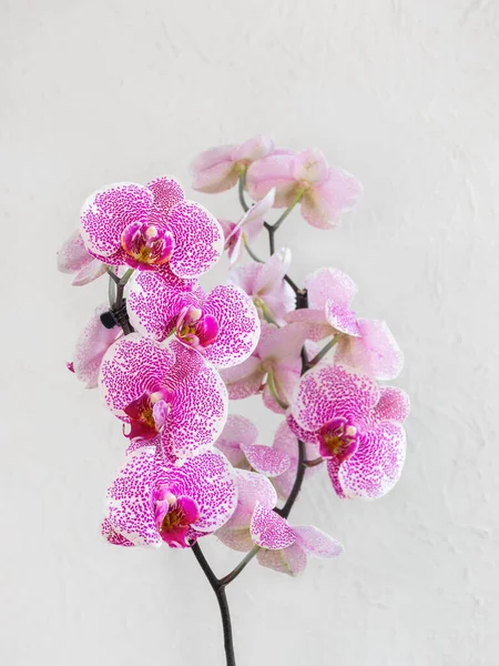 热带分枝白色 有小紫色斑点兰花花序 潘多拉优雅 被称为蛾兰花或花序 白色背景上的花 有选择地关注前景 — 图库照片