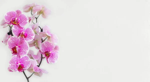 全景全景的分支白色与小紫色斑点兰花仙人掌 潘多拉优雅 被称为蛾兰花或花 白色背景上的花 有选择的重点 复制空间 — 图库照片