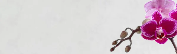 全景全景全景 金银花在白色背景上 复制空间 热带的花 兰花的枝条紧密相连 丁香兰花背景 妇女日 — 图库照片