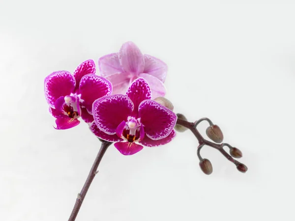 美丽的杜鹃花在白色的背景上 复制空间 热带的花 兰花的枝条紧密相连 丁香兰花背景 妇女日 — 图库照片