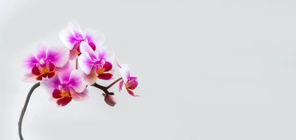 布宜诺斯艾利斯炭疽兰花白色背景全景 复制空间 热带的花 兰花的枝条紧密相连 丁香兰花背景 妇女日 — 图库照片