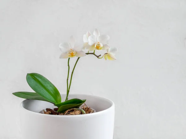 Біла Міні Орхідея Phalaenopsis Білому Горщику Світлому Фоні Прекрасна Квіткова — стокове фото