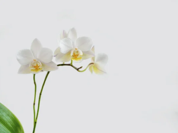 白色迷你杜鹃兰花在浅色背景下紧密相连 美丽的兰花花分枝 多年生白兰花 复制空间 — 图库照片
