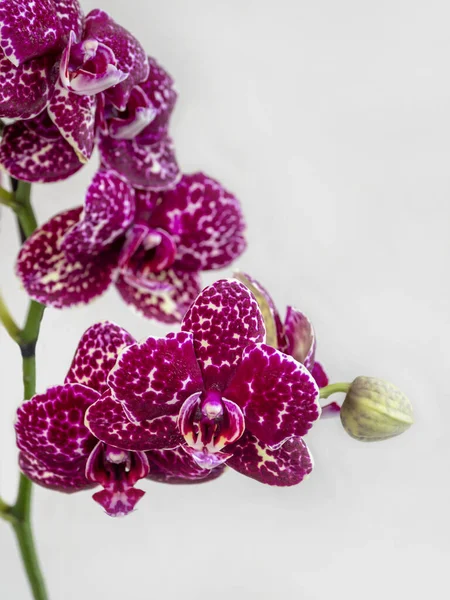褐红色斑纹兰花野猫 一种开着花的兰花的分枝 背景白色 热带的花 兰花的枝条紧密相连 紫色兰花背景 妇女日 — 图库照片