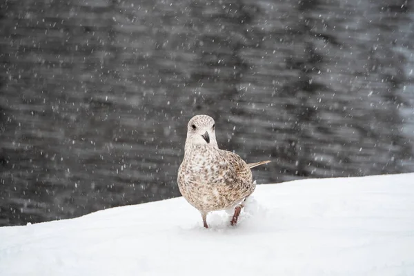 Großaufnahme Spaziert Die Junge Möwe Durch Den Schnee Vögel Winter — Stockfoto