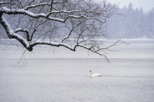 Fehér Hattyú Úszik Tavon Télen Egy Hóesésben Madarak Nemzetközi Napjának — Stock Fotó