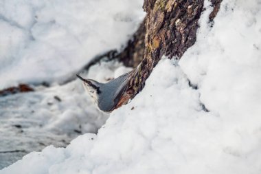 Ağaç gövdesinde yiyecek arayan kuş tımarhanesi. Şirin, ilginç orman kuşu Nuthatch. Doğa geçmişi. Uluslararası Kuşlar Günü kavramı. Boşluğu kopyala.