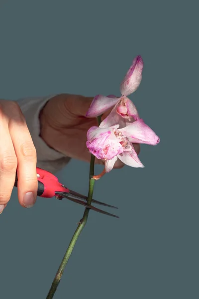 Poda Flores Orquídea Dañadas Con Tijeras Jardinería Casera Reproducción Orquídeas — Foto de Stock