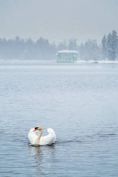 Cigno Bianco Nuota Sul Lago Inverno Una Nevicata Concetto Della — Foto Stock