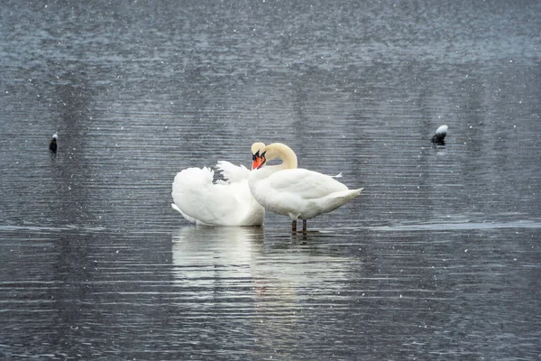Два Влюбленных Лебедя Лебеди Влюблены Спаривание Двух Белых Лебедей Лебеди — стоковое фото