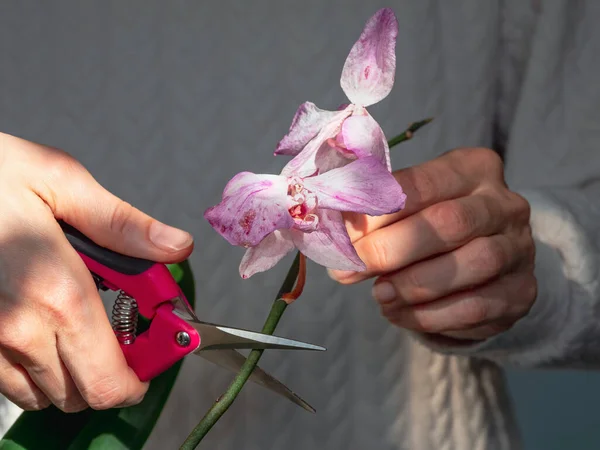 Cerca Podar Flores Dañadas Orquídea Con Las Tijeras Jardinería Casera — Foto de Stock