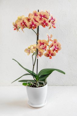 Beyaz arka planda beyaz bir tencerede turuncu renkli Phalaenopsis orkidesi. Beyaz arka planda beyaz bir tencerede güzel bir orkide çeşitliliği bol çiçek açan, çiçek açan bir orkide..