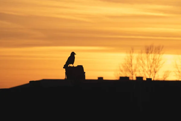 有选择的重点 在明亮的橙色日落的背景下 一只乌鸦坐在屋顶上的黑色轮廓 具有乌鸦的戏剧性的自然背景 — 图库照片