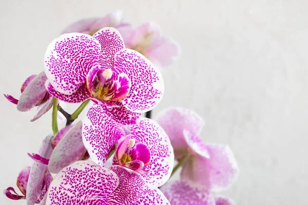 热带分枝白色 有小紫色斑点兰花花序 潘多拉优雅 被称为蛾兰花或花序 白色背景上的花 有选择地关注前景 — 图库照片