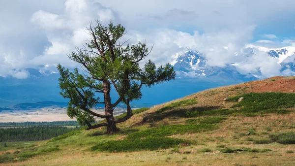 Гірське Дерево Суворих Вітрах Дивне Самотнє Старе Кедрове Дерево Тлі — стокове фото