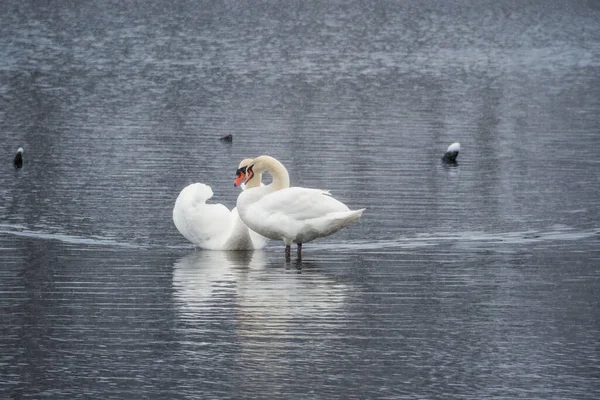 Pareja Cisnes Enamorados Juegos Apareamiento Par Cisnes Blancos Cisnes Nadando —  Fotos de Stock