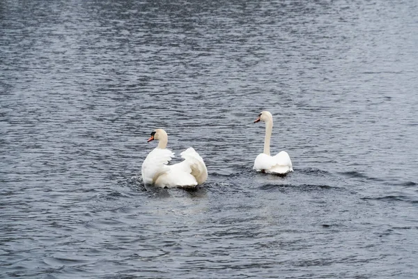 Two swans on the lake. Swans couple in love. Mating games of a pair of white swans. Swans swimming on the water in nature. Valentine\'s Day.