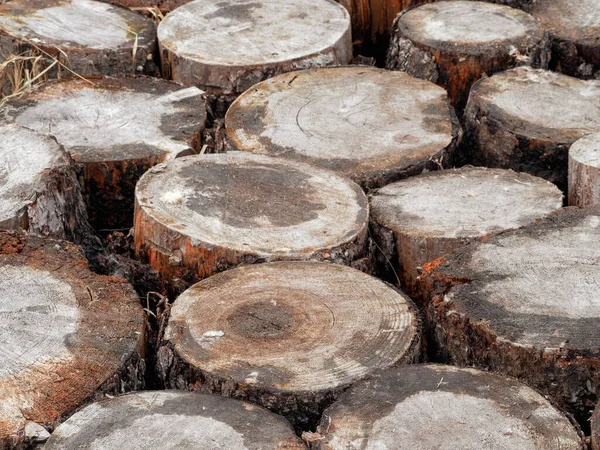 伐採された木の丸太で作られた床木の切り株の端で作られた不均一な床 — ストック写真