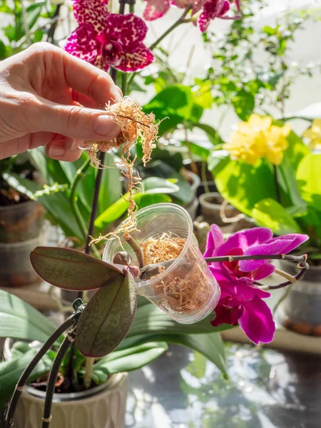 Вертикальный Вид Укладки Мха Кастрюлю Саженец Орхидеи Прозрачном Контейнере Мхом — стоковое фото