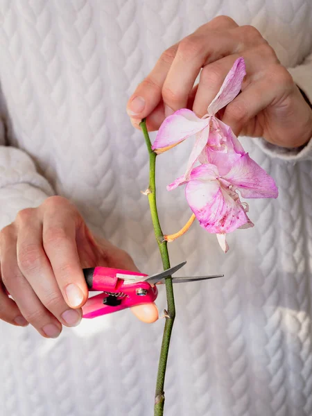 Werywny Widok Przycinania Uszkodzonych Kwiatów Storczyka Nożyczkami Ogrodnictwo Hodowla Orchidei Zdjęcia Stockowe bez tantiem