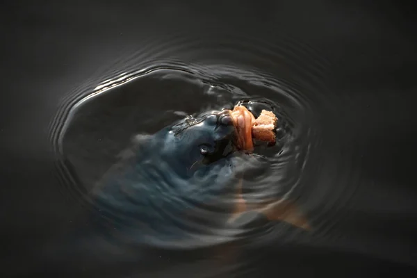 一条大鱼从水底深处浮出水面 在黑暗的水面上捕食 带有面包的巨大鲤鱼的肖像 — 图库照片