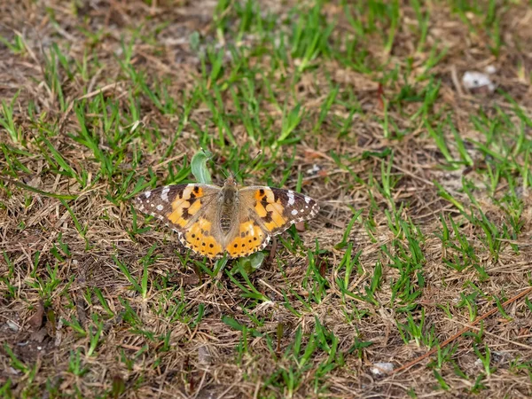 Piękny Łopian Motyla Siedzi Słońcu Zielonej Trawie Gleby Zamknij Się — Zdjęcie stockowe