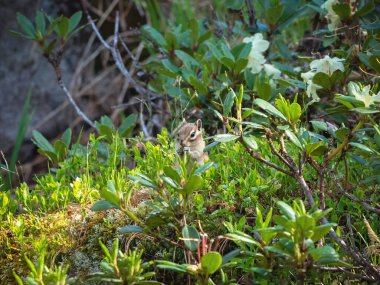 Komik sincap sulu orman yeşilliğinin arka planında ot yer. Vahşi doğanın bir resmi..