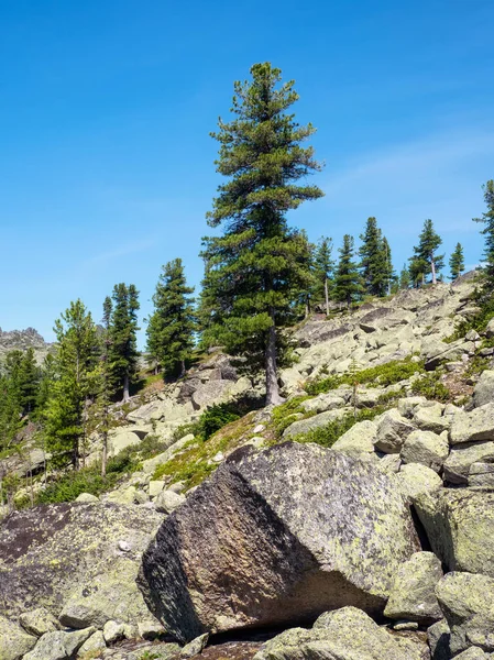 Cedar tree grows on rocks. A huge granite boulder in the foreground. Sunny impressive Wild nature forest bright background. Siberian nature of the Western Sayans. Vertical view.