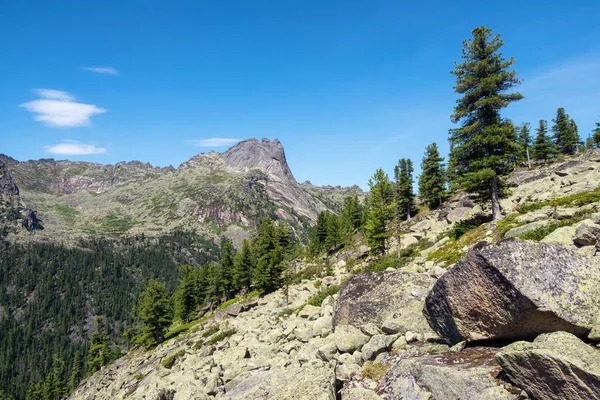 Sedir Ağacı Kayalarda Yetişir Büyük Granit Kayalar Rastgele Dağılmış Batı — Stok fotoğraf