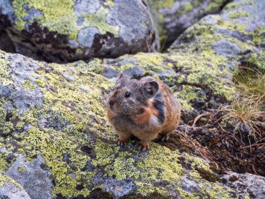 Komik Pika Ochotona tasmasının portresi Altai dağında kayalıklarda duruyor. Bokeh arka planında şirin, küçük bir memeli. Küçük pika kemirgeni kayanın üstünde güneşleniyor..