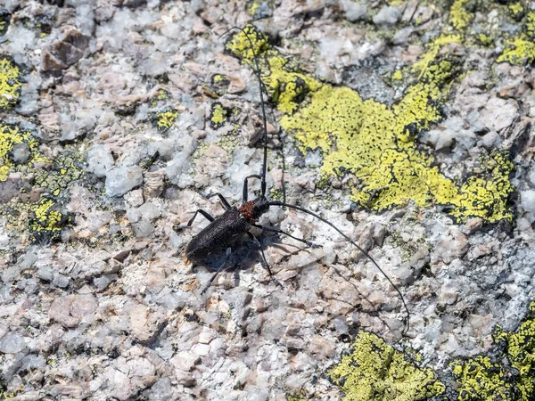 Selective Focus Natural Background Beetle Large Black Barbel Beetle Crawls — Stock Photo, Image