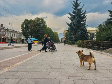 Brüksel, Rusya - 10 Ekim 2022: Akşamüstü Kuzey Osetya Prospect Mira 'nın merkez caddesi. Sokak köpeği durur ve geçenlere bakar.