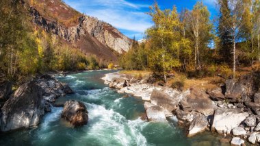 Renkli sonbahar panoramik manzarası. Ağaçlarda altın yapraklar var. Turkuaz fırtınalı dağ nehri boyunca gün ışığında. Sonbahar renklerinde dağ nehri ve sarı ağaçlarla dolu parlak bir manzara..