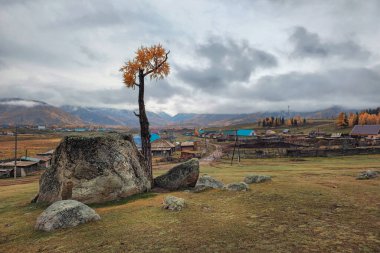Taştan çıkan bir ağaç, dev bir granit kayayı yaran bir tarla kuşu. Doğanın gücü. Uzak Altai Köyü Jazator.