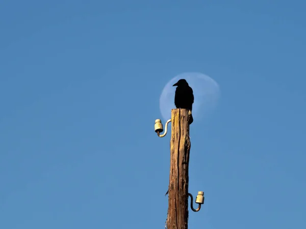 Black raven sits on a telegraph pole against the background of the moon. Raven and half moon.