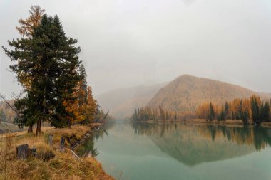 Altai 'deki Argut Nehri' nin kıyısında, altın tarlakuşlarıyla. Ağaçların yansımalarıyla dolu sakin bir nehir. Vahşi doğanın etkileyici sonbahar manzaraları..