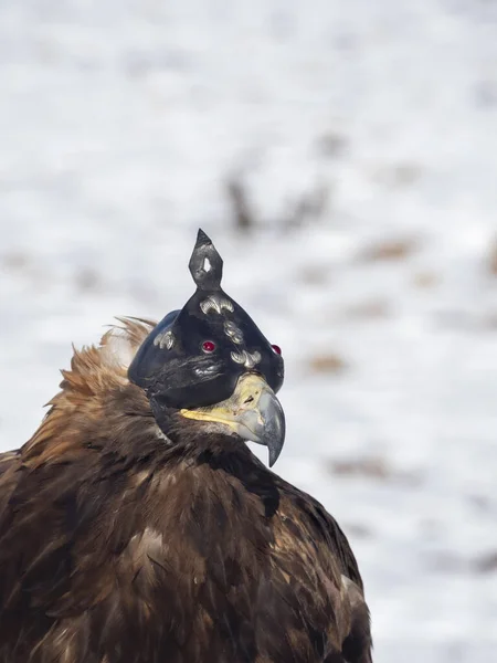 Portrait of a hunting golden eagle in a leather hat. Hunting with eagle. Portrait of a bird with a head covering. Copy space. Vertical view.