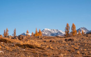 Güneşli kar tepelerinde sarı karaçam ağaçları ve mavi gökyüzünün altında kayalık dağ sıraları olan karışık sonbahar manzarası. Dağlarda canlı sonbahar renkleri. Güneş ışığı ve bulutların gölgeleri güzel havada.