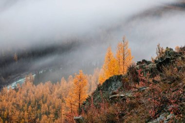 Yoğun siste çapraz dik yamaç ve orman. Sabahları karaçam ağaçlarıyla dolu, kalın, alçak bulutlu bir tepede. Fırtınalı Mountainside ve sisli sonbahar çiçekleri. Solan sonbahar renkleri.