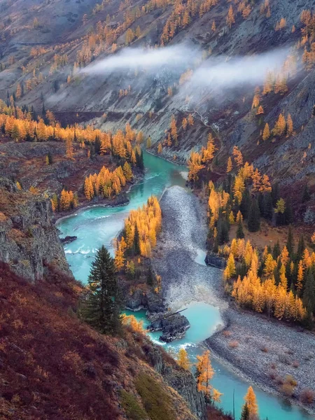 Colorful autumn landscape with golden leaves on trees turquoise stormy mountain river in sunshine. Bright scenery with Argut mountain river and yellow trees in autumn colors in fall time. Top view.