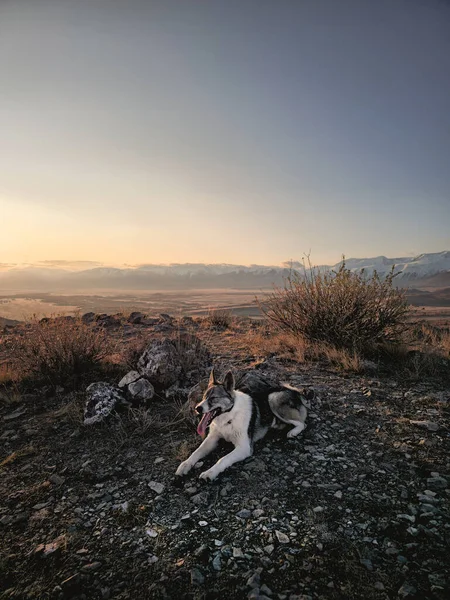 Gün batımında köpek, dağın tepesinden dikey görüntü. Altai dağında çoban köpeği dinleniyor. Bir köpekle seyahat etmek. Köpekle yürüyüş. Sağlıklı yaşam tarzı.