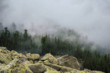 Bulutlu dağın tepesi ince orman. Gri bulutlardaki dağlar, yeşil ladin, karanlık kayalar, Batı Sayanlar, Rusya yazın sihirli güç, huzur ve sessizlik, yürüyüş, Kurnik 'le tıka basa yemek..